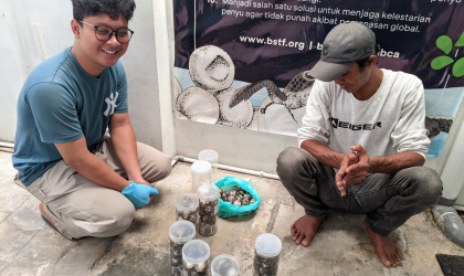 Menemukan Penyu Bertelur di Pantai Pulau Santen