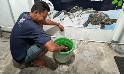 Menemukan Penyu Bertelur di Pantai Sobo