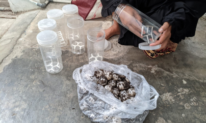 Menemukan Penyu Bertelur di Pantai Sobo