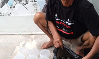 Menemukan Penyu Bertelur di Pantai Mirah