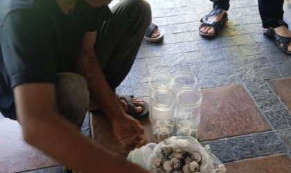 Menemukan Penyu Bertelur di Pantai Sobo