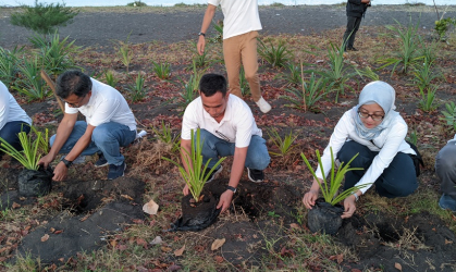 Penanaman Pandan Laut dalam program Tanggung Jawab Sosial dan Lingkungan (TJSL) 
