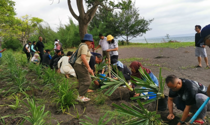 Penanaman Pandan Laut sebagai Penunjang Konservasi Penyu