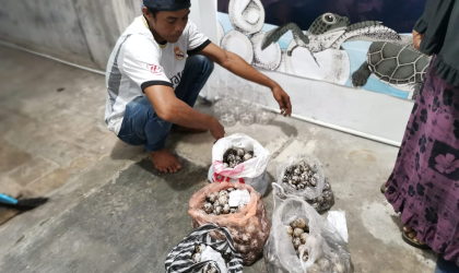 Menemukan Penyu Bertelur di Pantai Solong