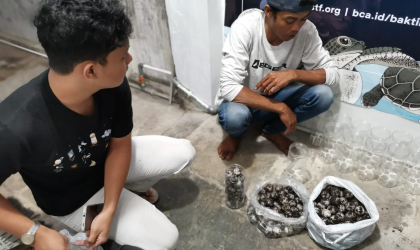 Menemukan Penyu Bertelur di Pantai Sobo