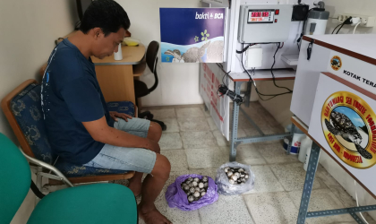 Menemukan Penyu Bertelur di Pantai Boom