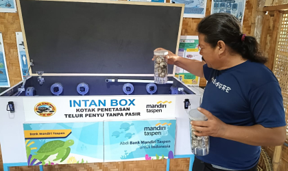Menemukan Penyu Bertelur di Pantai Pulau Santen