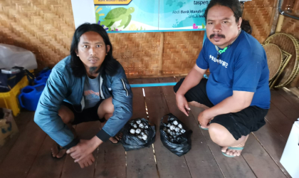 Menemukan Penyu Bertelur di Pantai Pulau Santen
