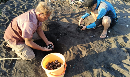 Menemukan Penyu Bertelur di Pantai Boom
