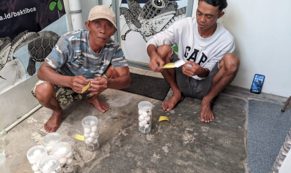 Menemukan Penyu Bertelur di Pantai Mirah