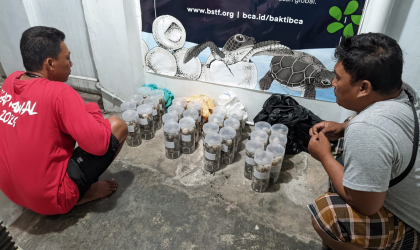 Menemukan Penyu Bertelur di Pantai Boom