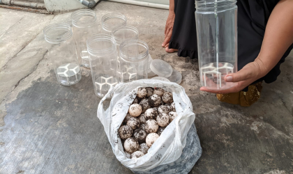 Menemukan Penyu Bertelur di Pantai Sobo
