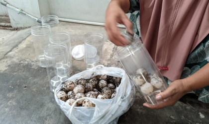 Menemukan Penyu Bertelur di Pantai Sobo