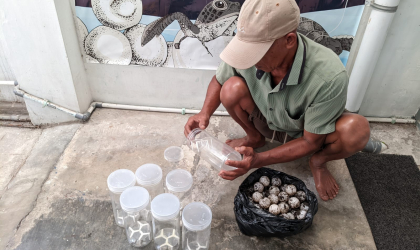 Menemukan Penyu Bertelur di Pantai Boom