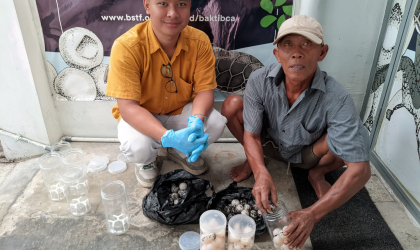 Menemukan Penyu Bertelur di Pantai Boom