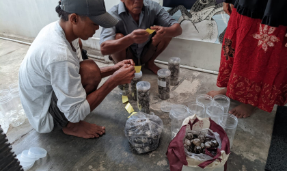 Menemukan Penyu Bertelur di Pantai Sobo