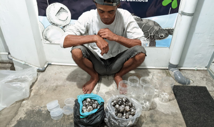 Menemukan Penyu Bertelur di Pantai Pulau Santen