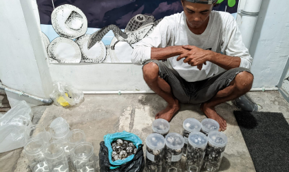 Menemukan Penyu Bertelur di Pantai Pulau Santen