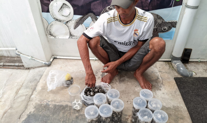Menemukan Penyu Bertelur di Pantai Sobo