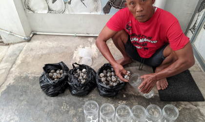Menemukan Penyu Bertelur di Pantai Boom