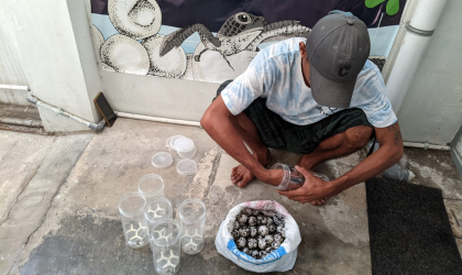 Menemukan Penyu Bertelur di Pantai Pulau Santen