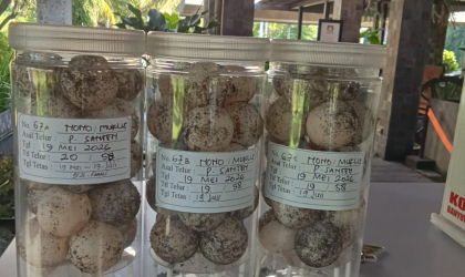 Menemukan Penyu Bertelur di Pantai Pulau Santen