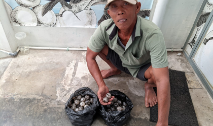 Menemukan Penyu Bertelur di Pantai Boom