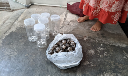 Menemukan Penyu Bertelur di Pantai Donosuko