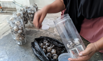 Menemukan Penyu Bertelur di Pantai Sobo