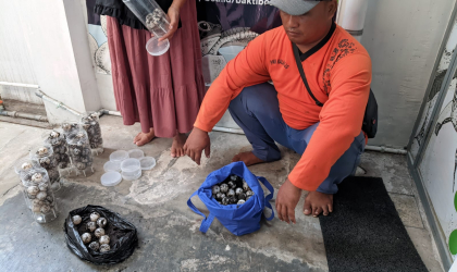 Menemukan Penyu Bertelur di Pantai Boom