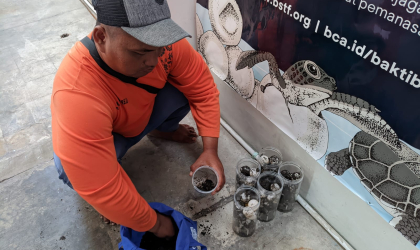 Menemukan Penyu Bertelur di Pantai Boom