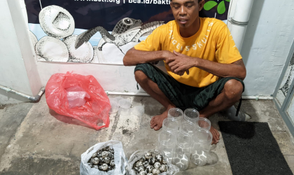 Menemukan Penyu Bertelur di Pantai Kramat