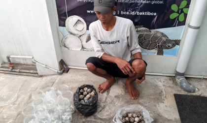 Menemukan Penyu Bertelur di Pantai Sobo