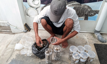 Menemukan Penyu Bertelur di Pantai Sobo