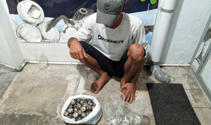 Menemukan Penyu Bertelur di Pantai Pulau Santen