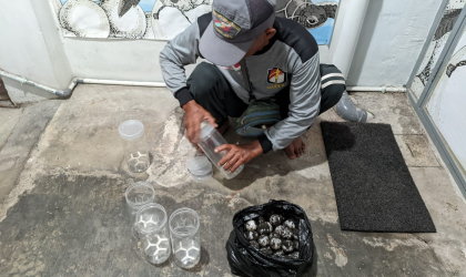 Menemukan Penyu Bertelur di Pantai Boom