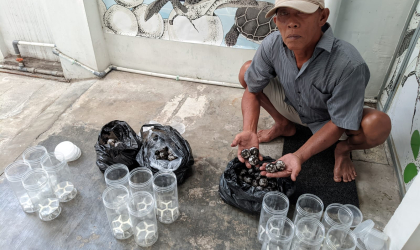 Menemukan Penyu Bertelur di Pantai Mirah