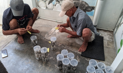 Menemukan Penyu Bertelur di Pantai Mirah