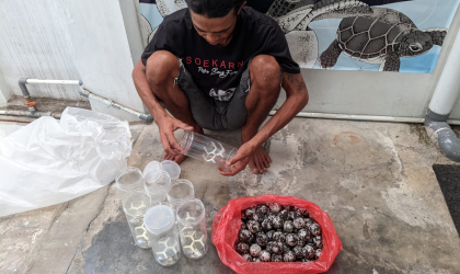 Menemukan Penyu Bertelur di Pantai Kramat