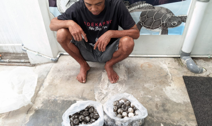 Menemukan Penyu Bertelur di Pantai Pulau Santen