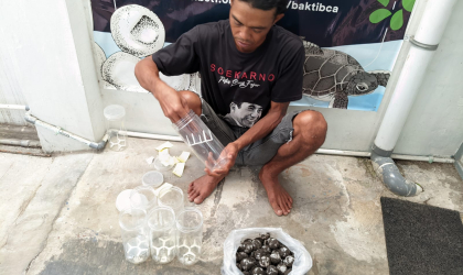 Menemukan Penyu Bertelur di Pantai Pulau Santen