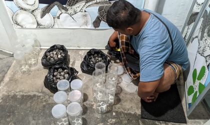 Menemukan Penyu Bertelur di Pantai Boom