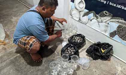 Menemukan Penyu Bertelur di Pantai Boom