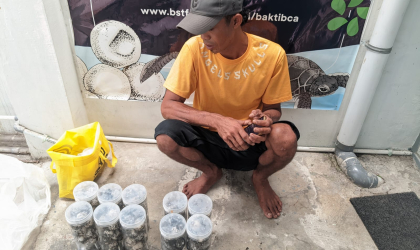 Menemukan Penyu Bertelur di Pantai Bulusan