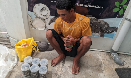 Menemukan Penyu Bertelur di Pantai Bulusan
