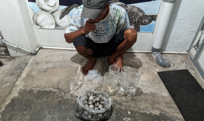 Menemukan Penyu Bertelur di Pantai Pulau Santen
