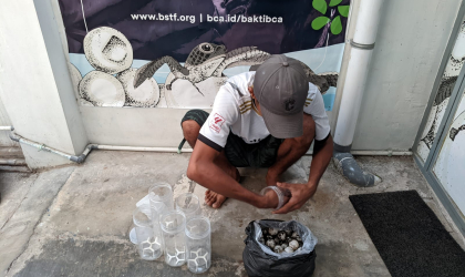 Menemukan Penyu Bertelur di Pantai Bulusan