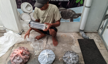 Menemukan Penyu Bertelur di Pantai Bulusan
