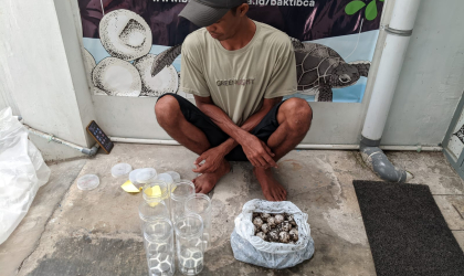Menemukan Penyu Bertelur di Pantai Bulusan