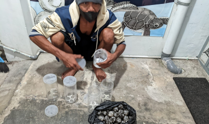 Menemukan Penyu Bertelur di Pantai Kramat
